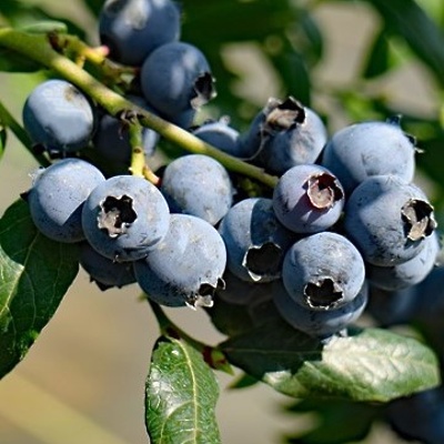 Ameriška borovnica (dvakrat rodna) Hortblue Petite