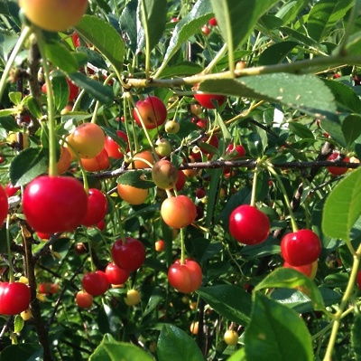 Češnja pritlikava Carmine Jewel LONEC