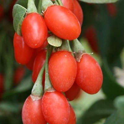 Goji jagoda