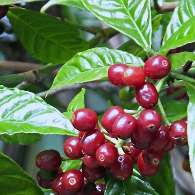 Kavovec Arabica