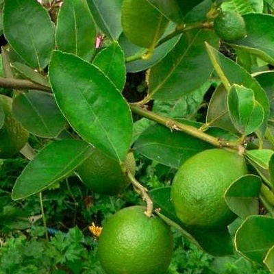 Limeta