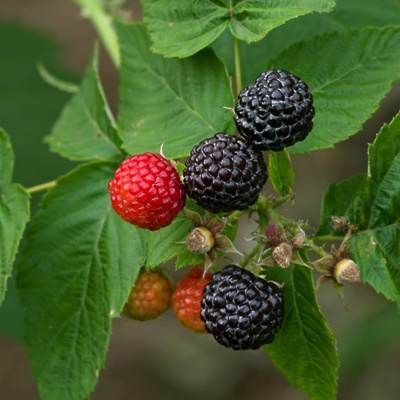 Maline (enkrat rodne) Črna Black Jewel