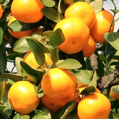 Mandarina Chahara