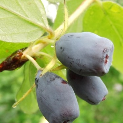 Sibirska borovnica Wojtek LONEC