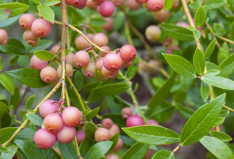 ameriska borovnica pink limonade