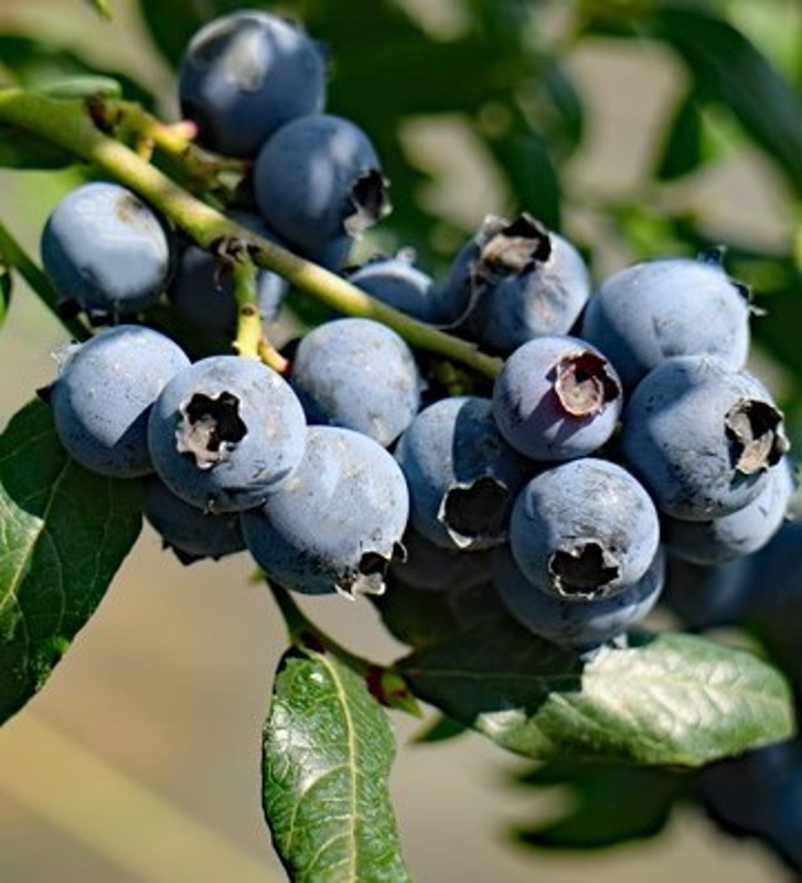 ameriška borovnica hortblue petite