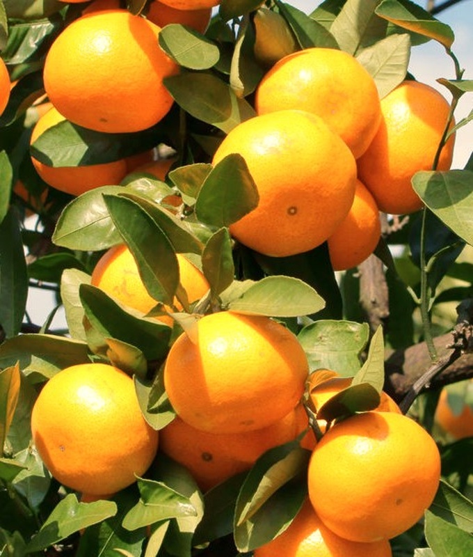 mandarina chahara