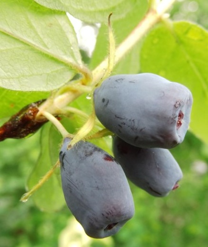 sibirska borovnica wojtek