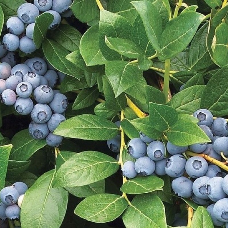 ameriska borovnica duke