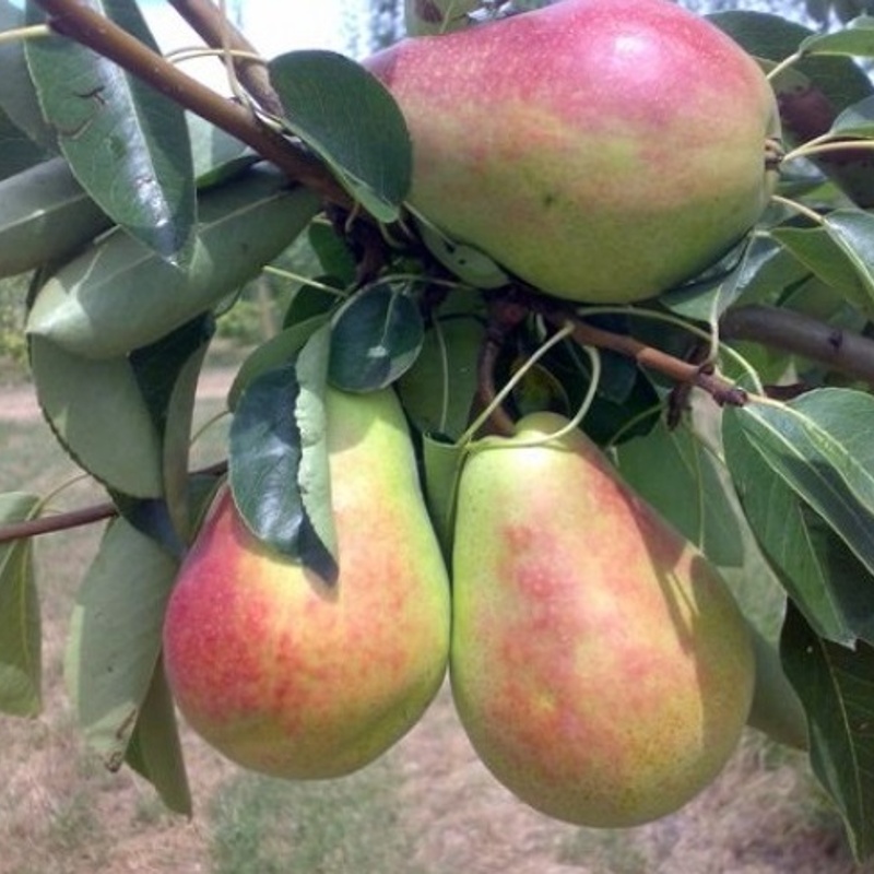 hruska zgodnja morettinijeva