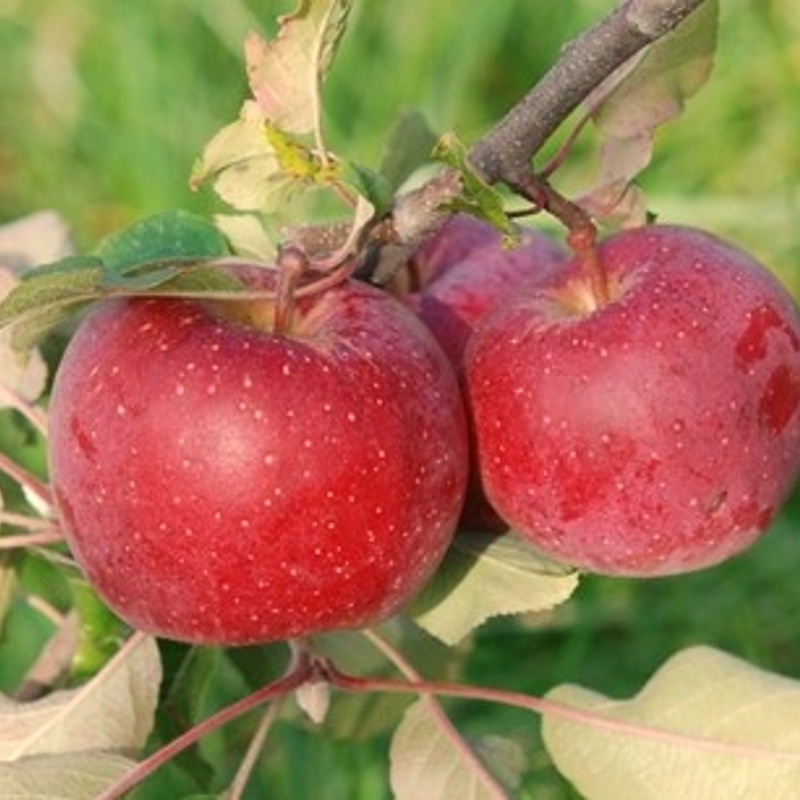 jablana florina