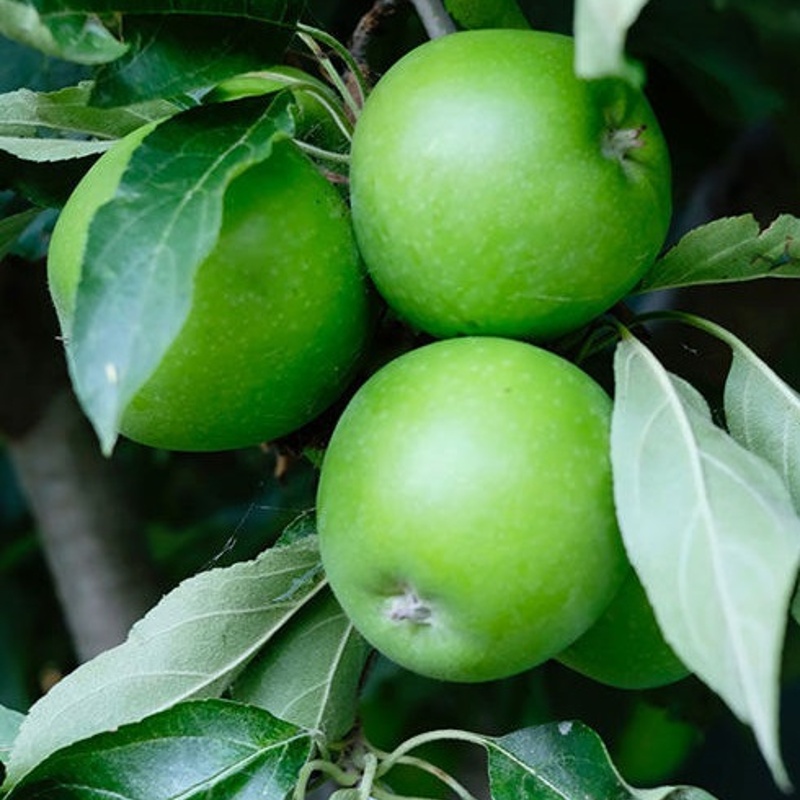 jablana granny smith