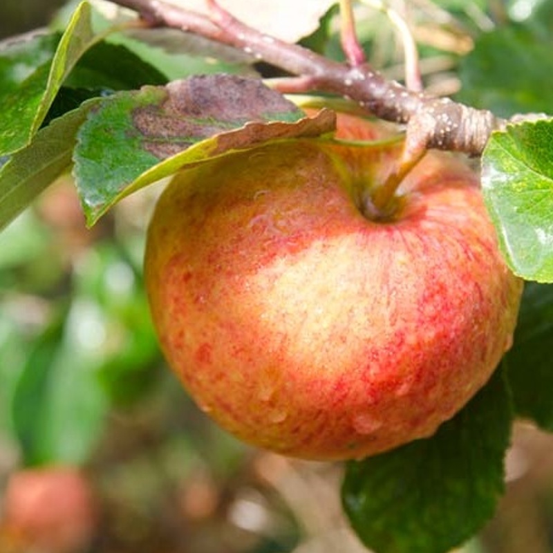 jablana james grieve