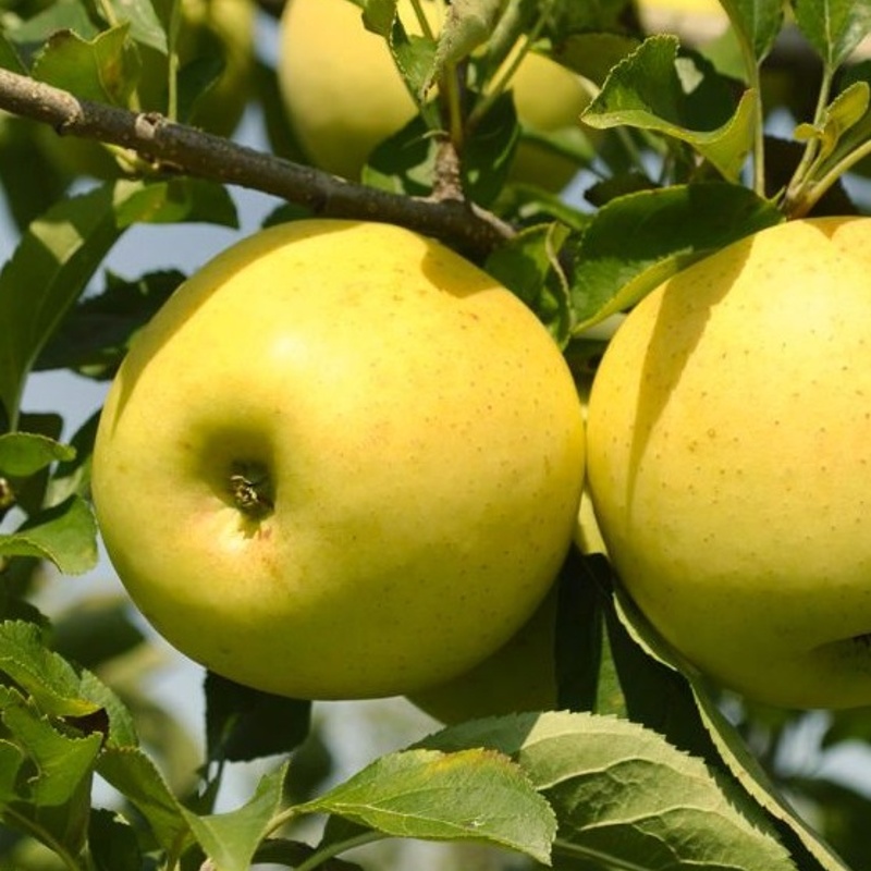 jablana zlati delises