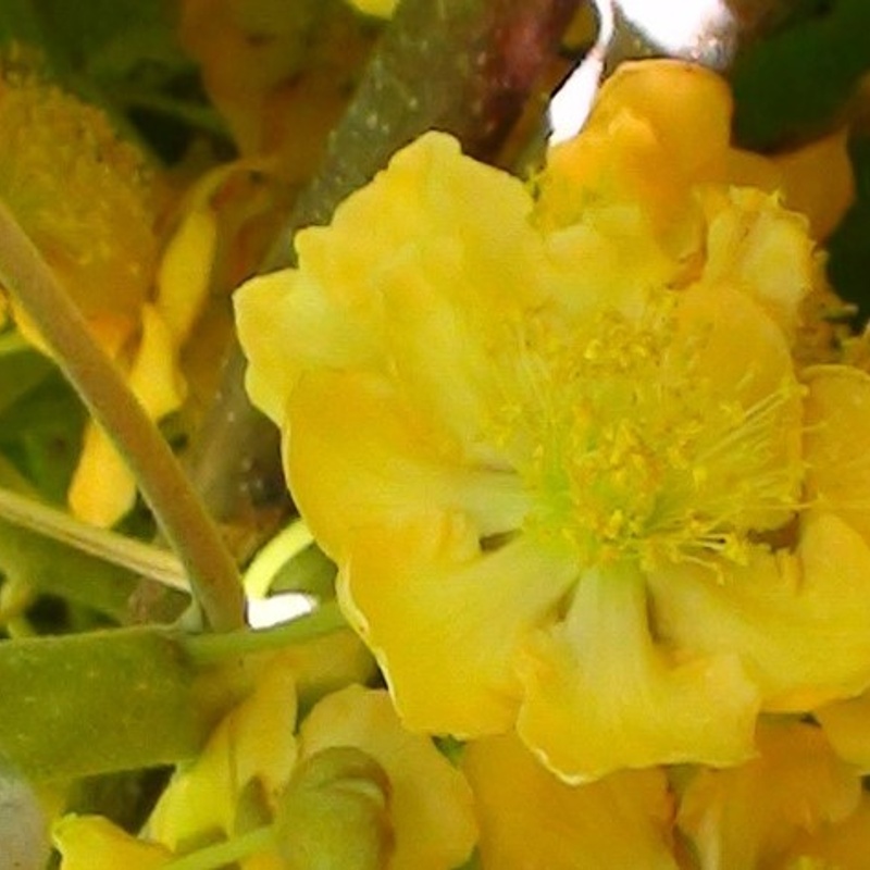 kivi moška rastlina tomuri