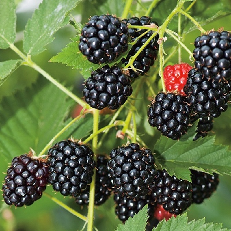 robida thornfree loch ness