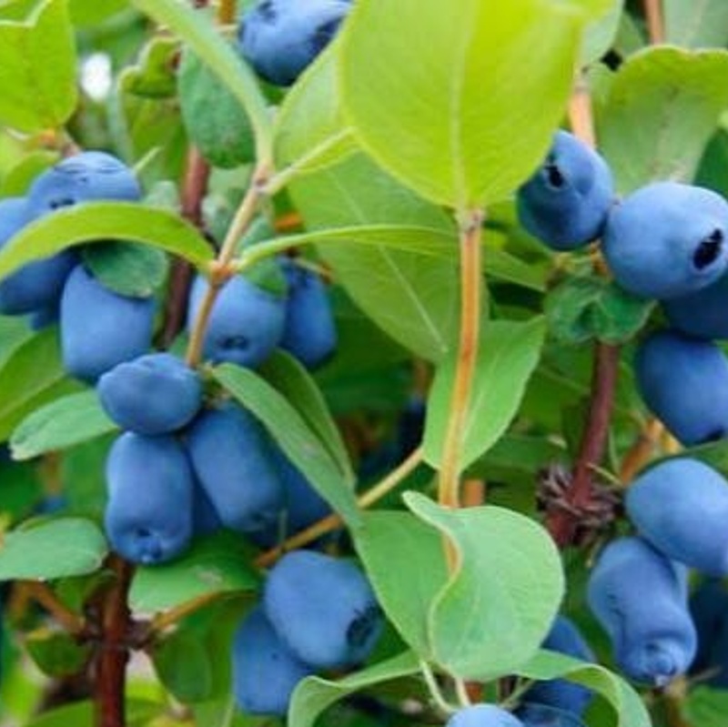 sibirska borovnica boreal beast