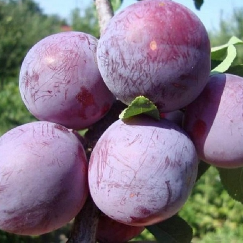 sliva altanova renkloda