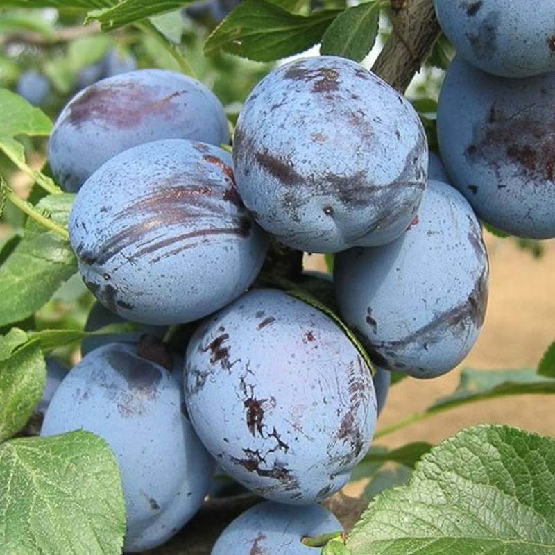 sliva cacanska lepotica