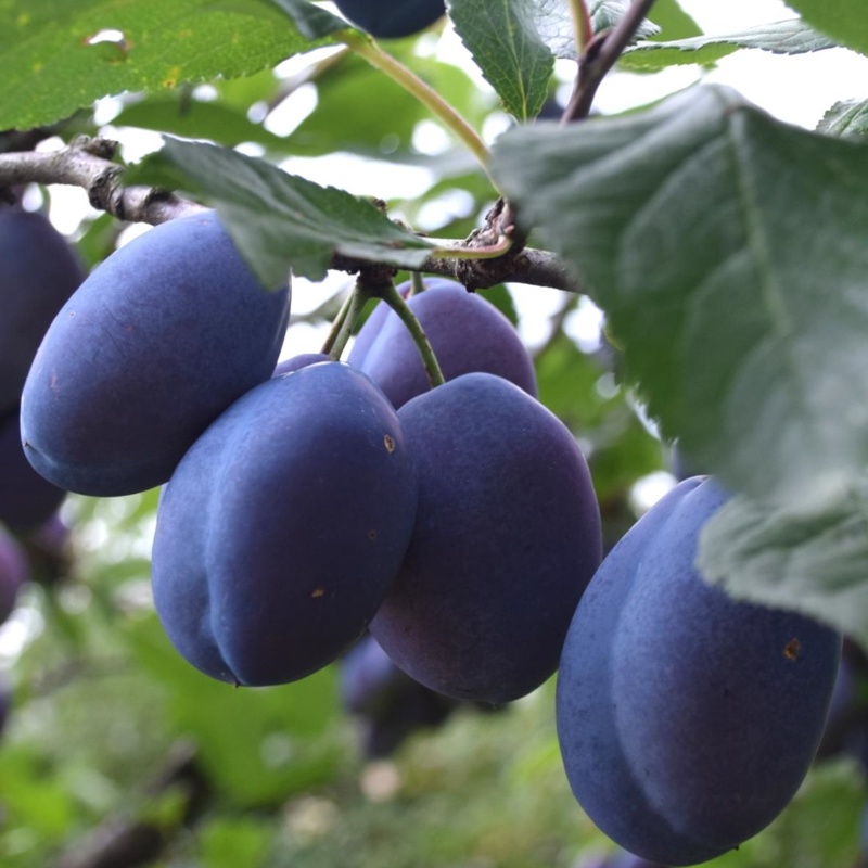 sliva domaca cesplja