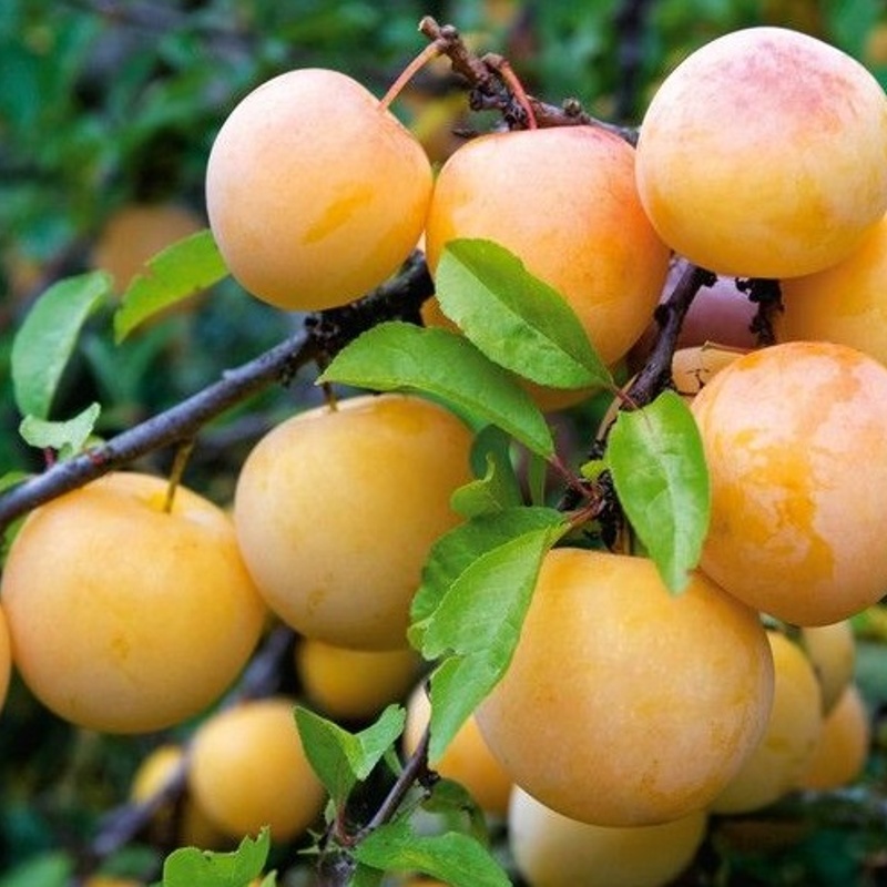 sliva quilinska renkloda