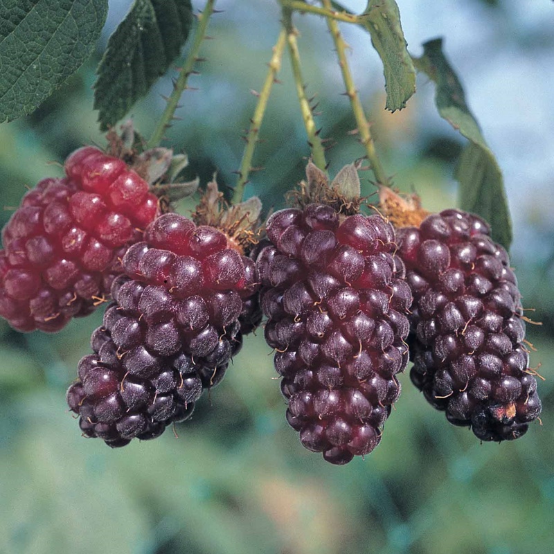 tayberry buckingham