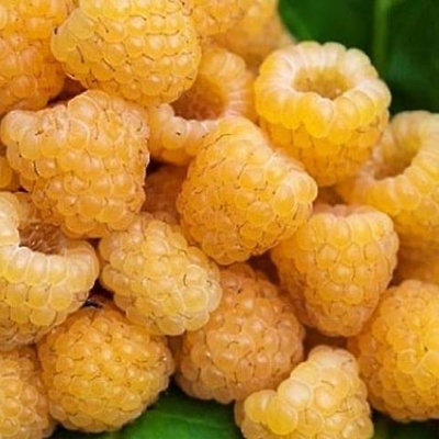 Maline ‘Allgold’ 