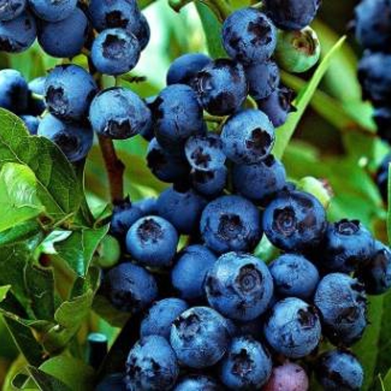 ameriska borovnica jersy