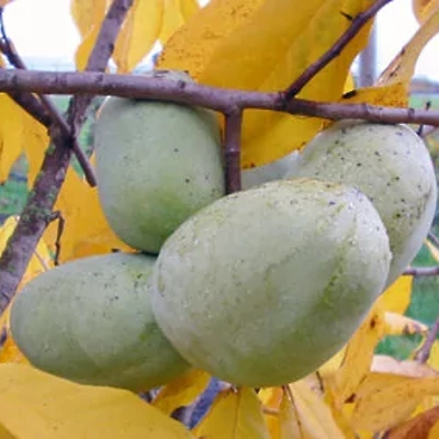 Asimina triloba LONEC 