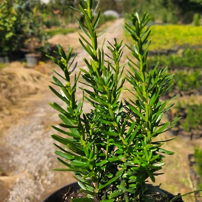 Taxus media ‘Hillii’ (Tisa brez plodov) 15-25 cm