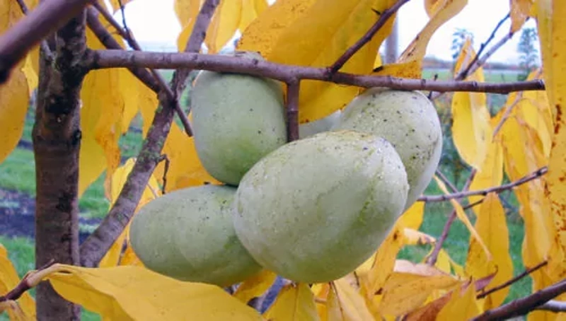 asimina triloba