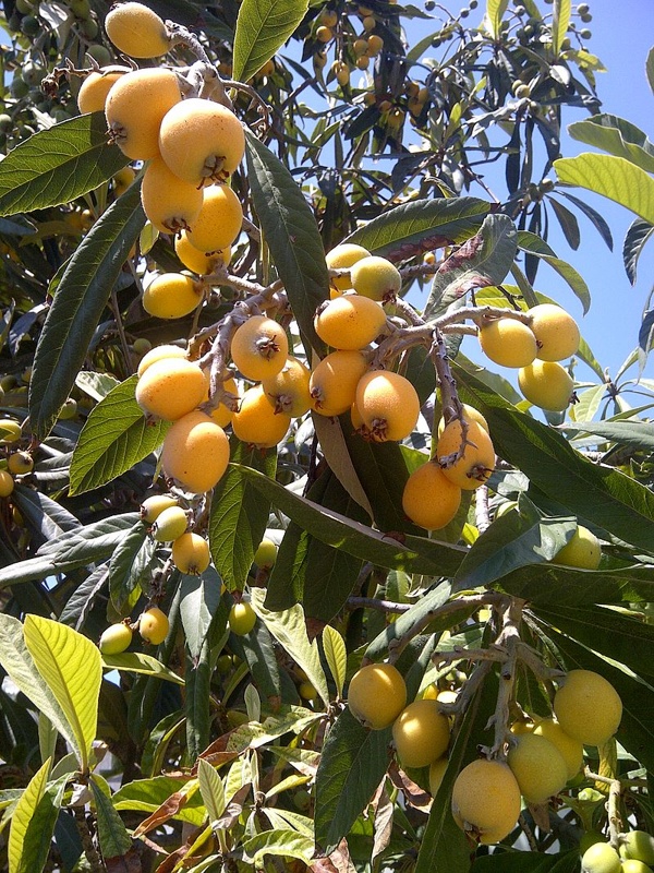 loquat 0