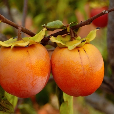 Kaki Roja briliante