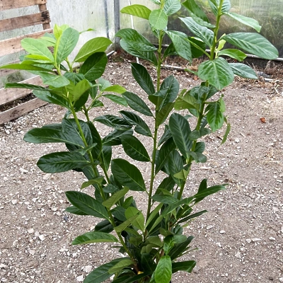 Lovorikovec Prunus L. Novita 80-100cm