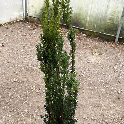 Taxus media ‘Hillii’ (Tisa brez plodov) 80-100cm